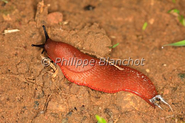 arion rufus.JPG - Limace rougeArion rufusRed slugGastropoda, ArionidaeFrance